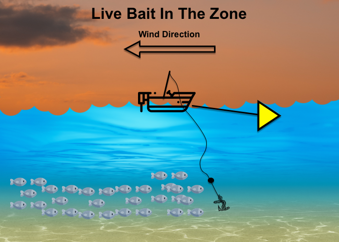 Lake Texoma Striper Fishing Techniques with Live Shad-Zone Fishing